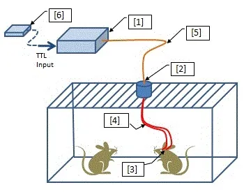 Optogenetics-Toolbox-for-Free-Moving-Animals